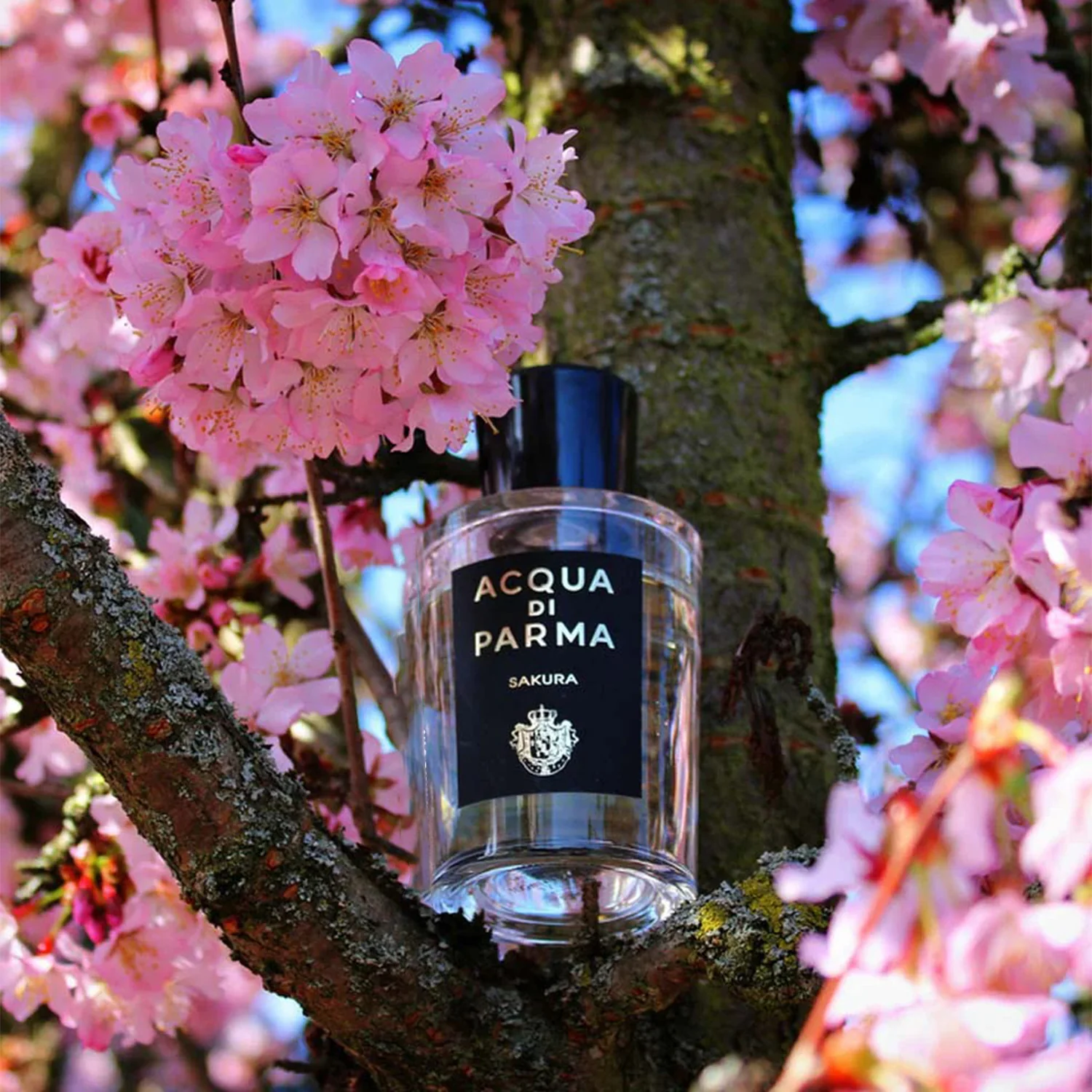 Acqua Di Parma Signatures Of The Sun Discovery Set 2 - Image 4