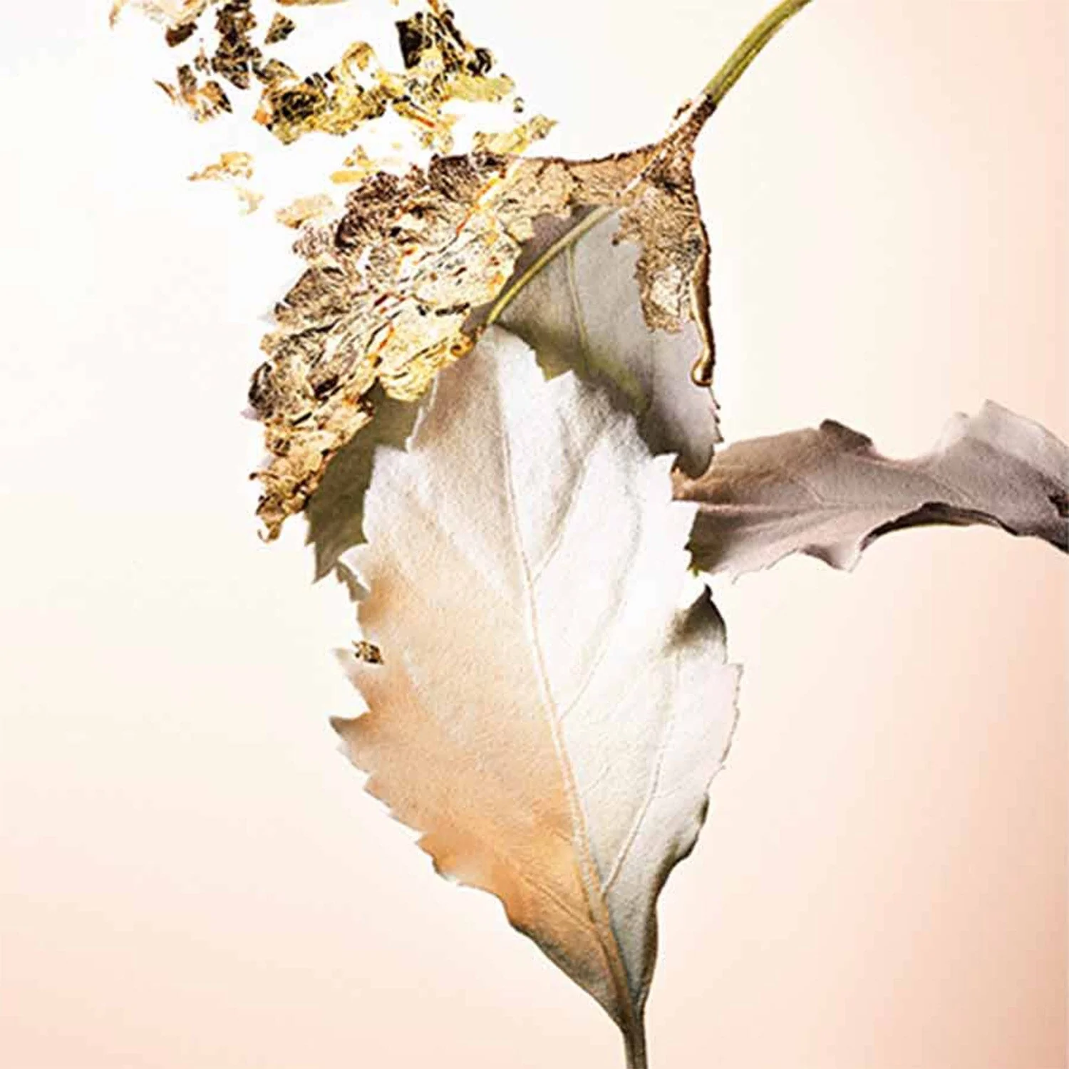 Bvlgari Splendida Patchouli Tentation EDP - Image 2